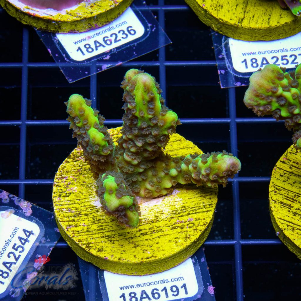 EC Slimeball Setosa