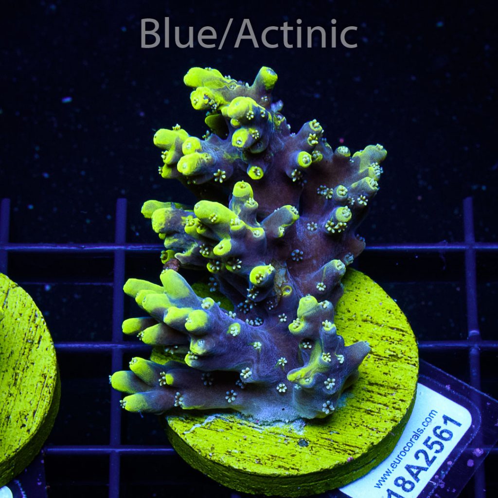 EC Kamikaze Acro - Image 2