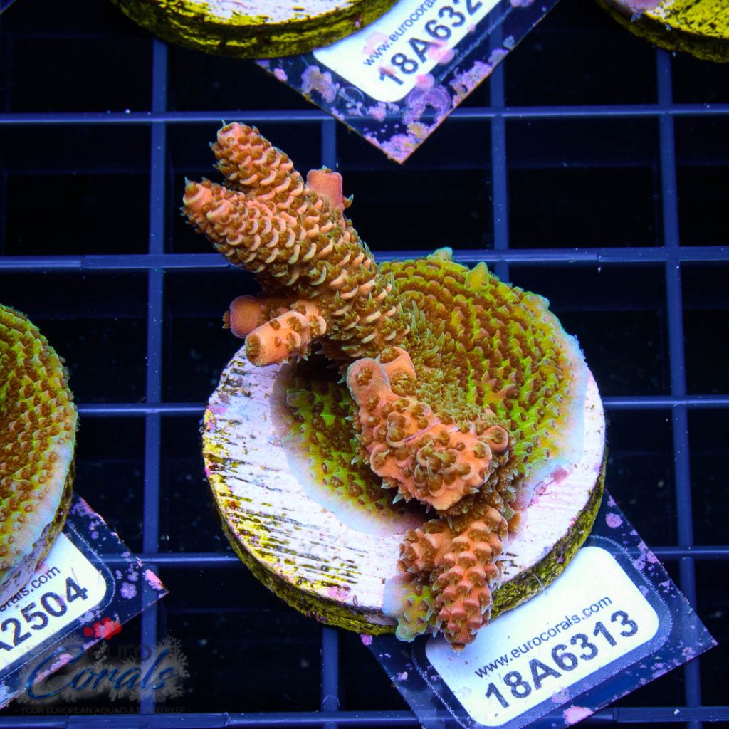 EC Sun God Prostrata