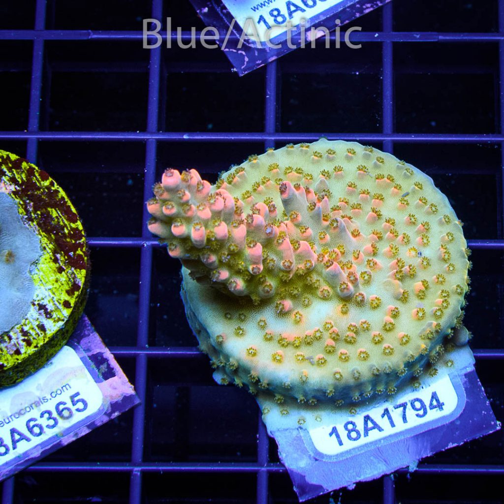 EC Nukeberry Acro - Image 2