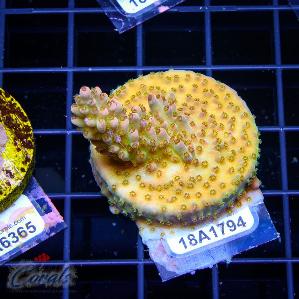 EC Nukeberry Acro