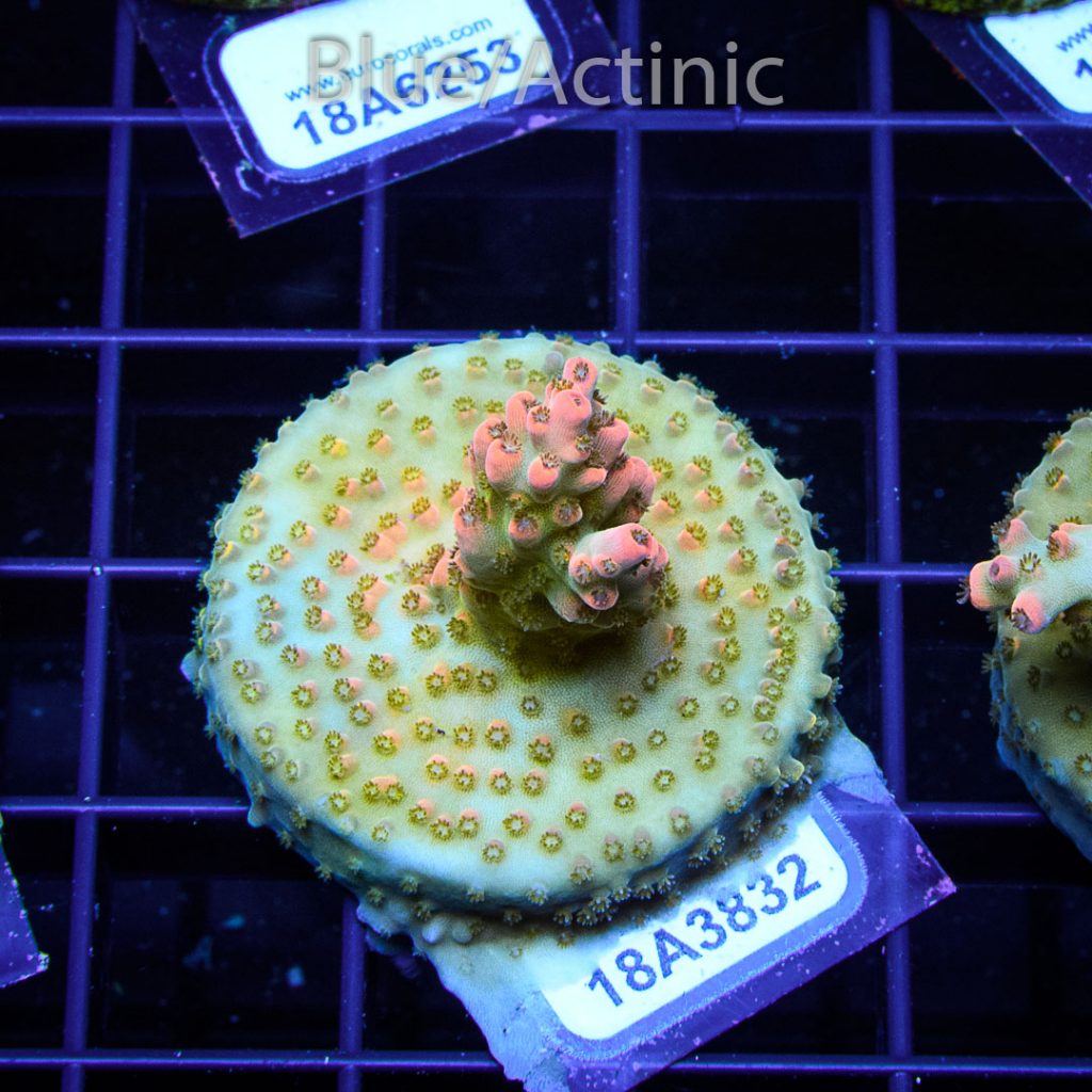 EC Nukeberry Acro - Image 2