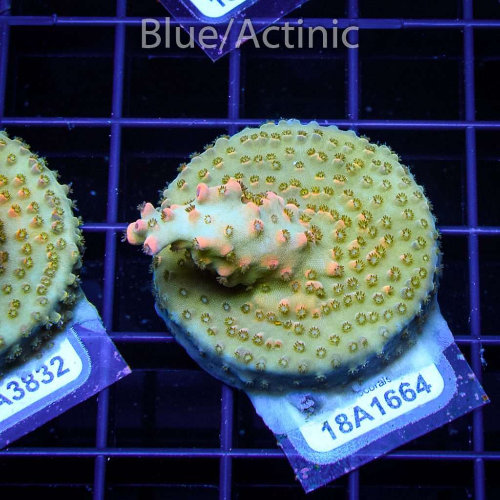 EC Nukeberry Acro – Bild 2