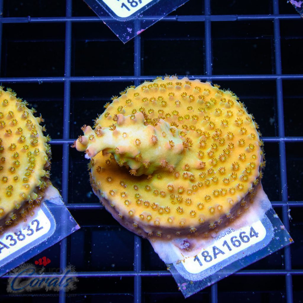 EC Nukeberry Acro