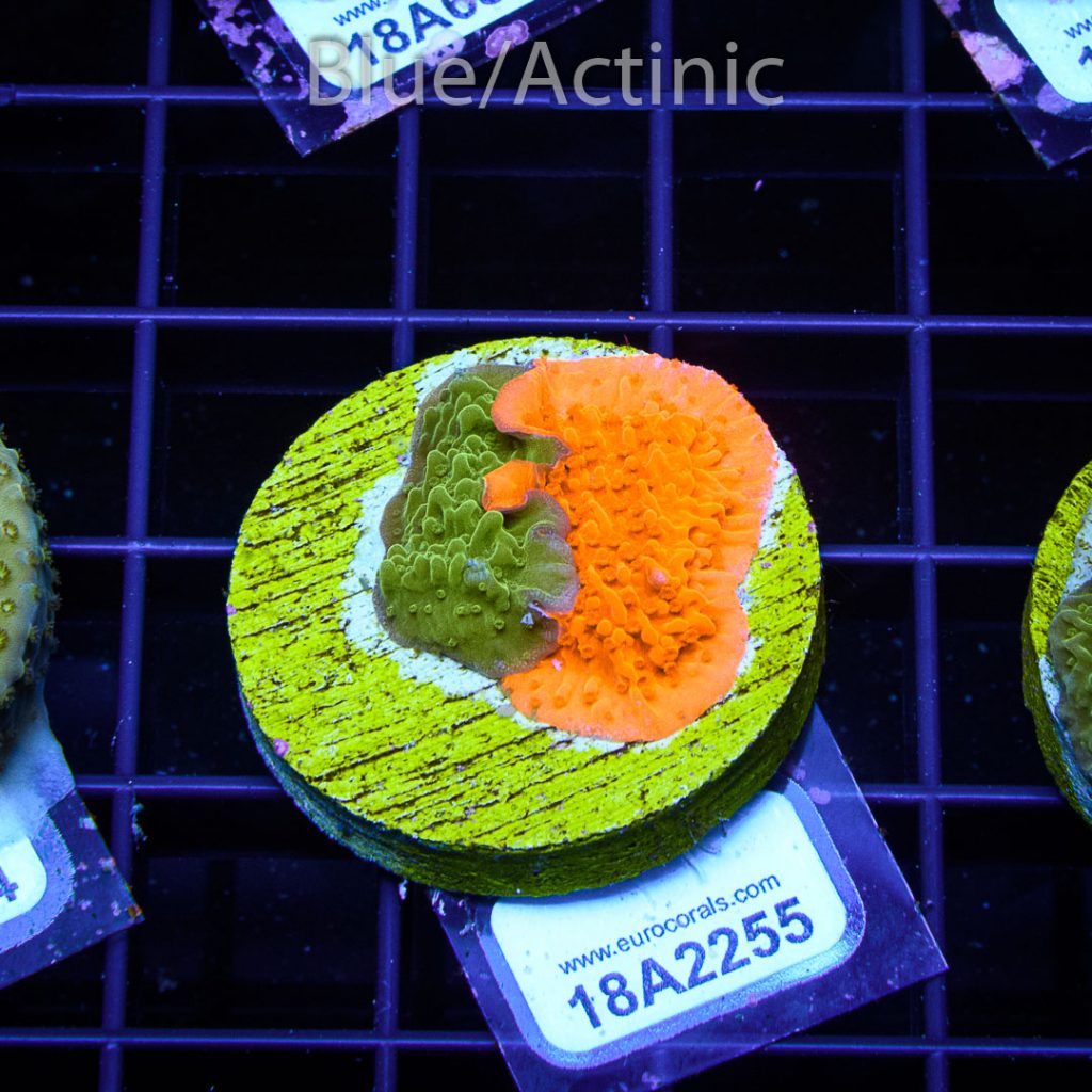 EC Grafted/Fusion Monti Cap - Image 2