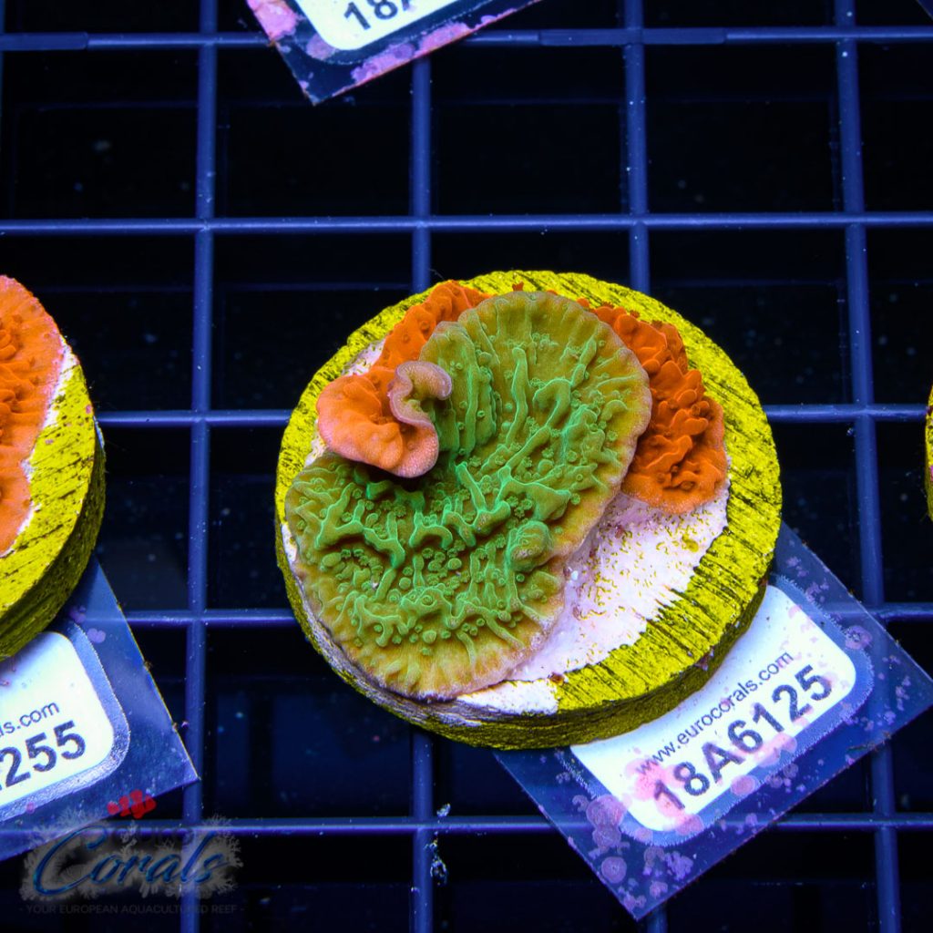 EC Grafted/Fusion Monti Cap