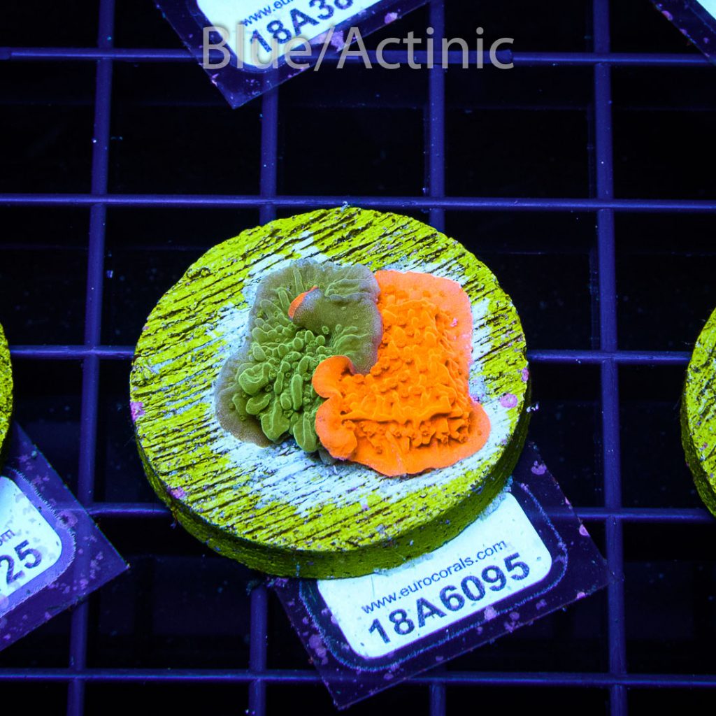 EC Grafted/Fusion Monti Cap - Image 2