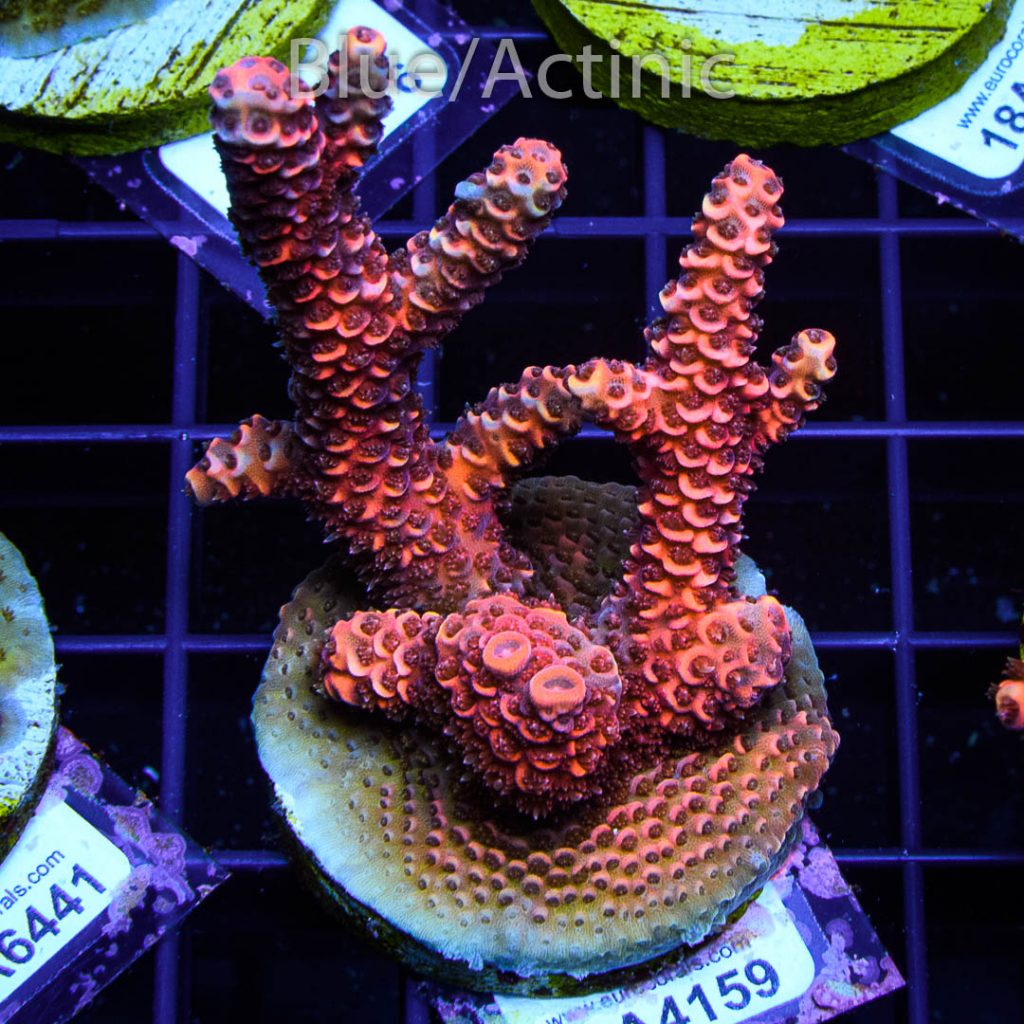 EC Blood Red Mille - Image 2