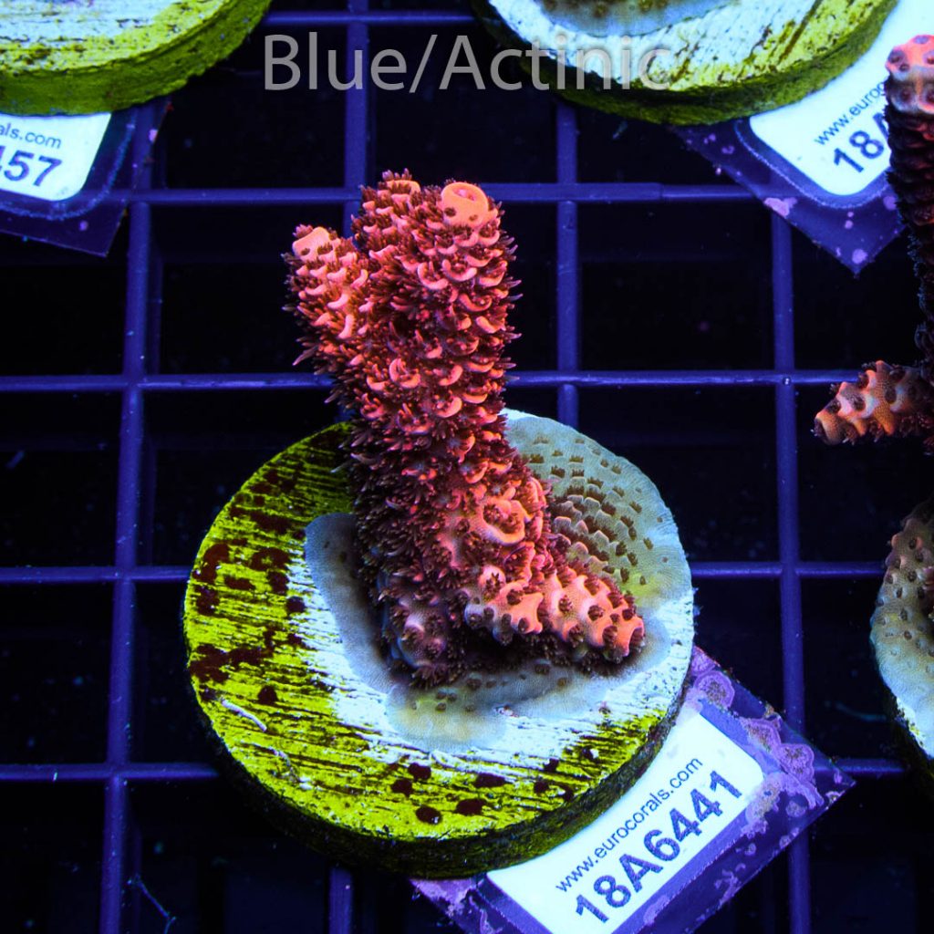 EC Blood Red Mille - Image 2