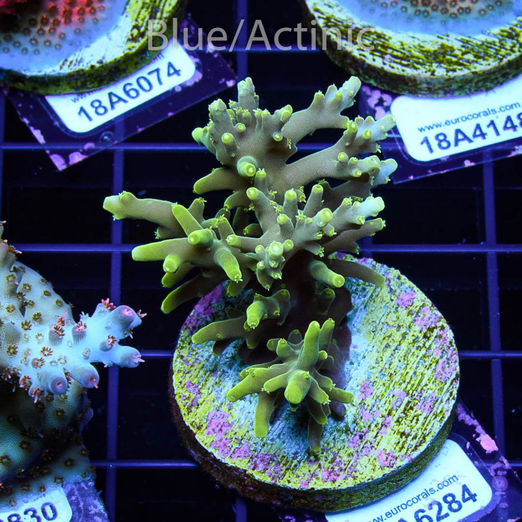 EC Mr. Pacman Acro - Image 2