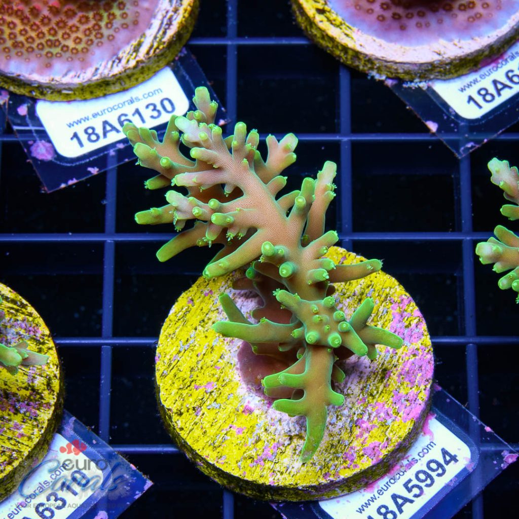 EC Mr. Pacman Acro