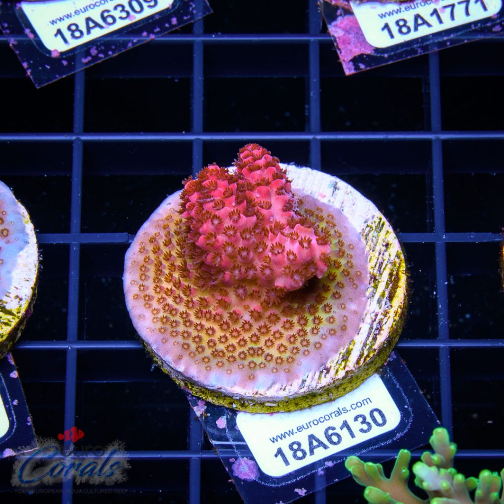 EC Red Planet Table Acro