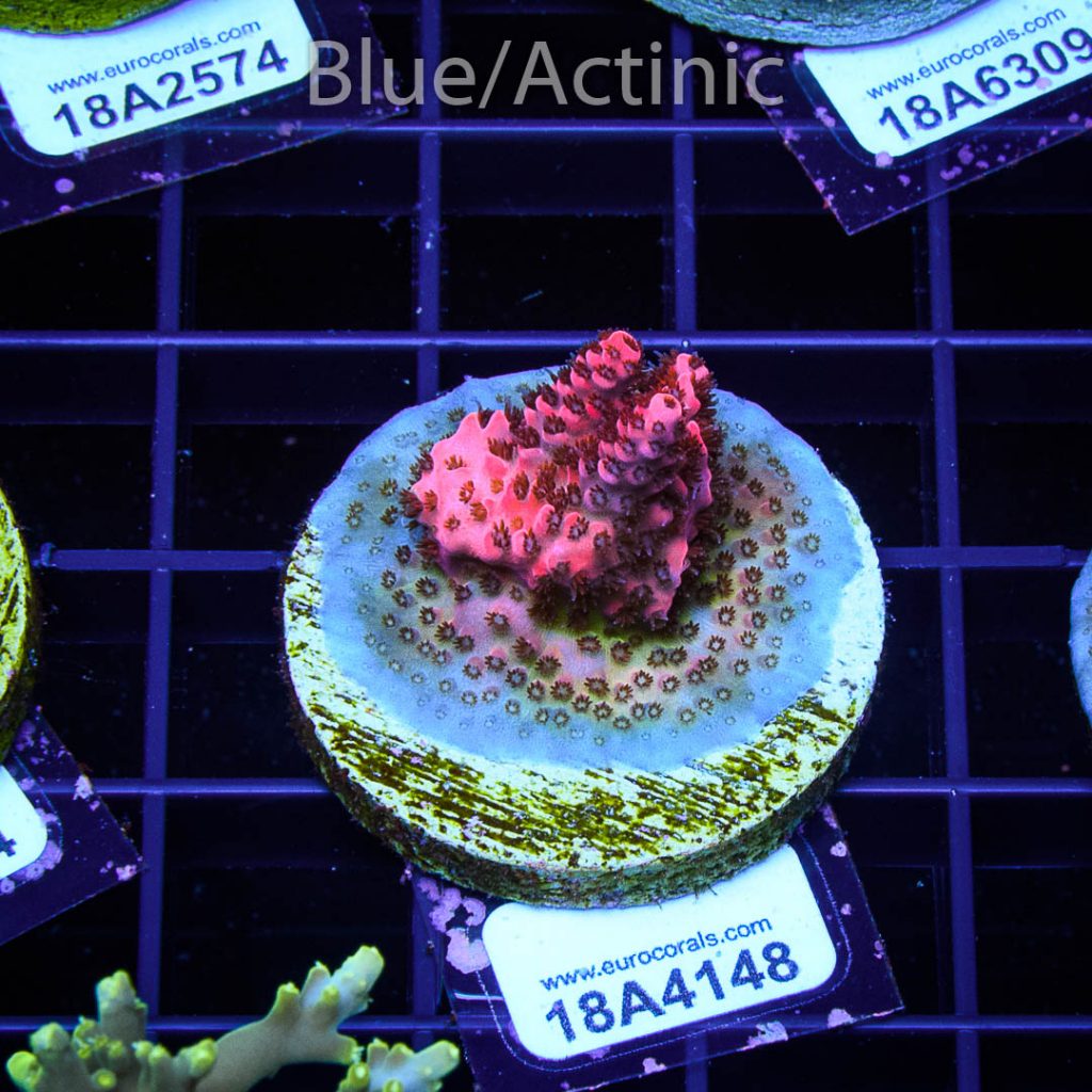 EC Red Planet Table Acro - Image 2