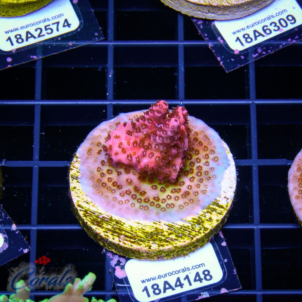 EC Red Planet Table Acro