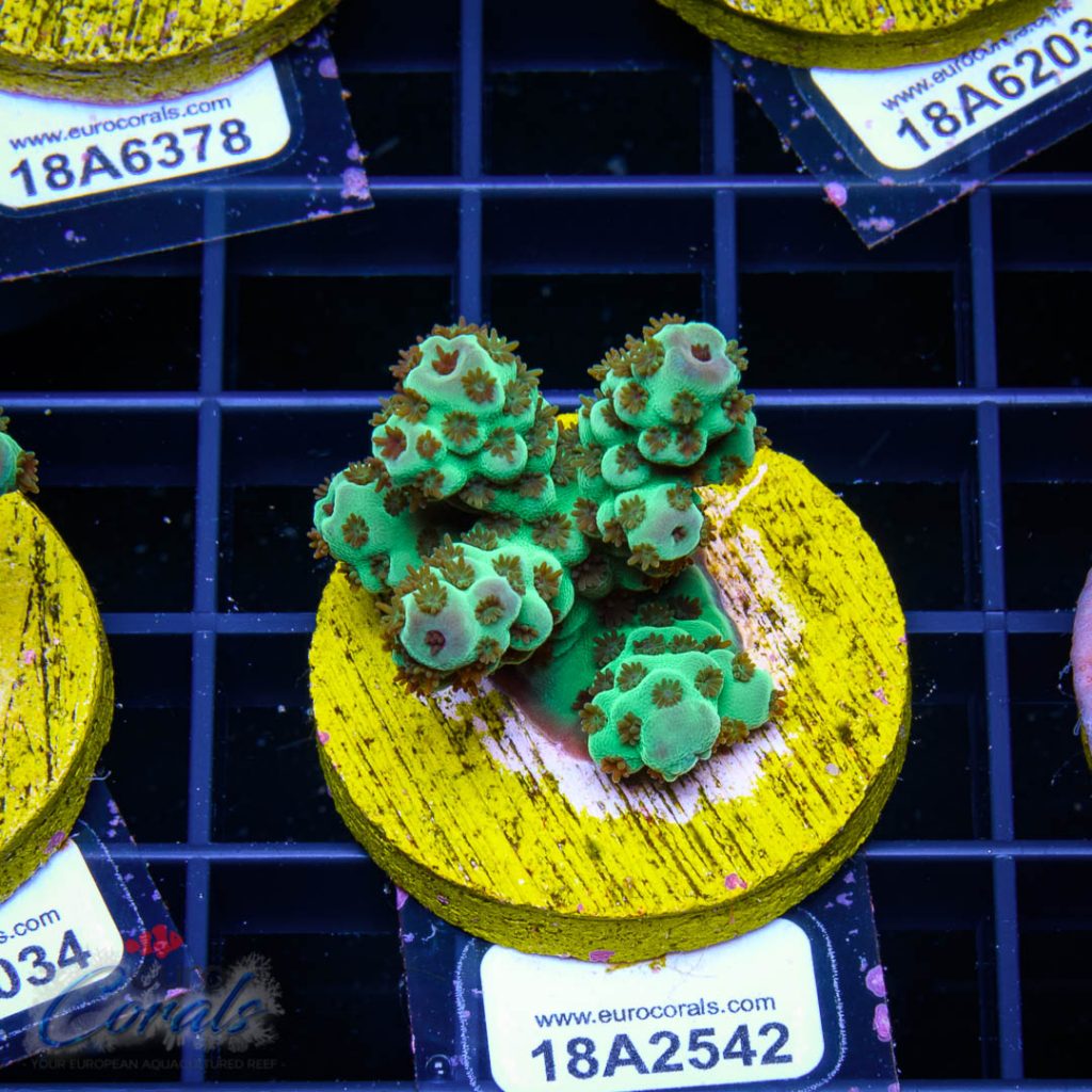 EC Cookie Monster Sarmentosa
