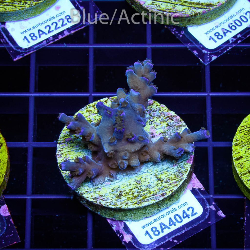 EC Icefire Echinata Boosted Blue - Image 2