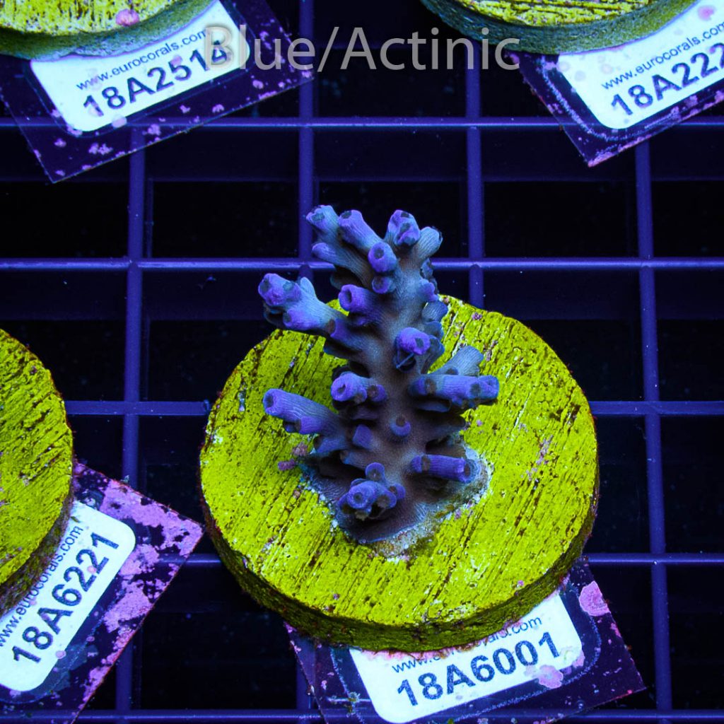 EC Icefire Echinata Boosted Blue - Image 2