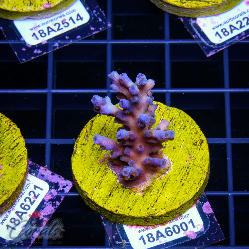 EC Icefire Echinata Boosted Blue