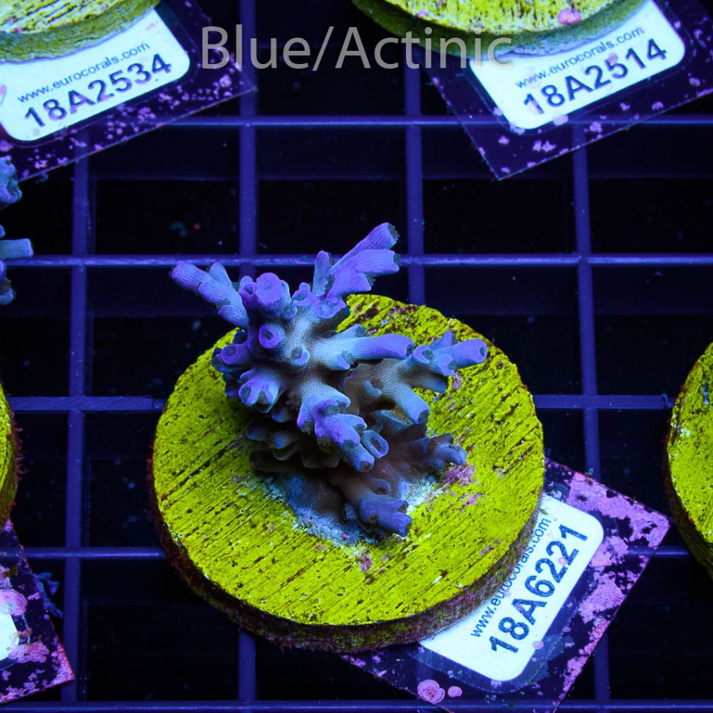 EC Icefire Echinata Boosted Blue - Image 2