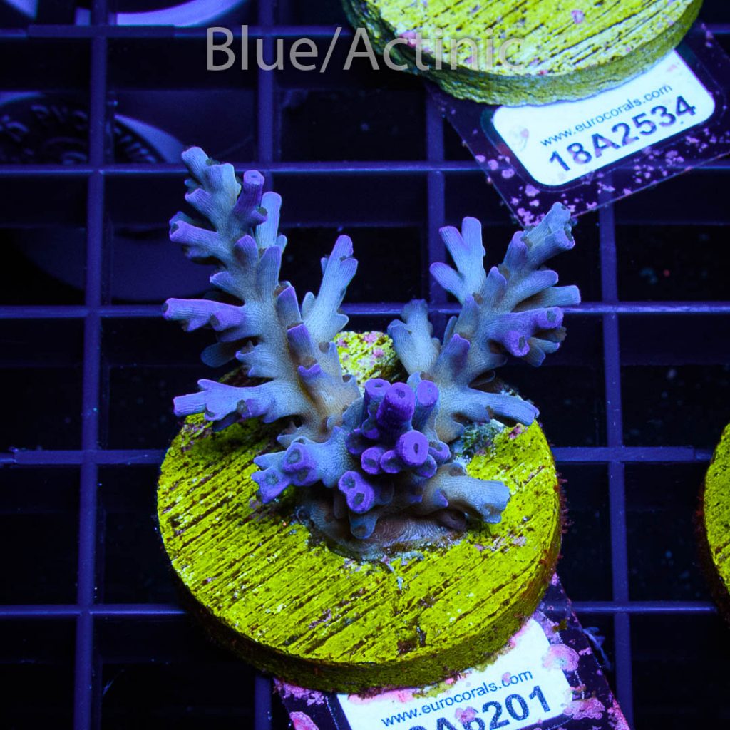 EC Icefire Echinata Boosted Blue - Image 2