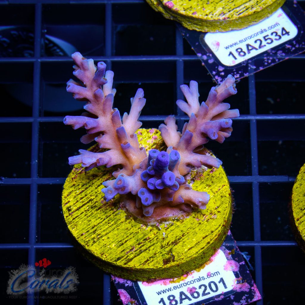 EC Icefire Echinata Boosted Blue