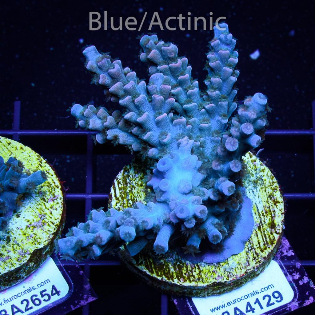 EC Hunch Punch Acro - Image 2