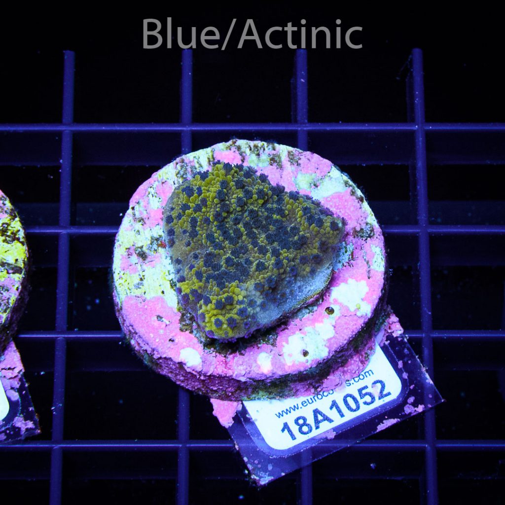 EC Reverse Pockerstars Purple Polyp - Image 2