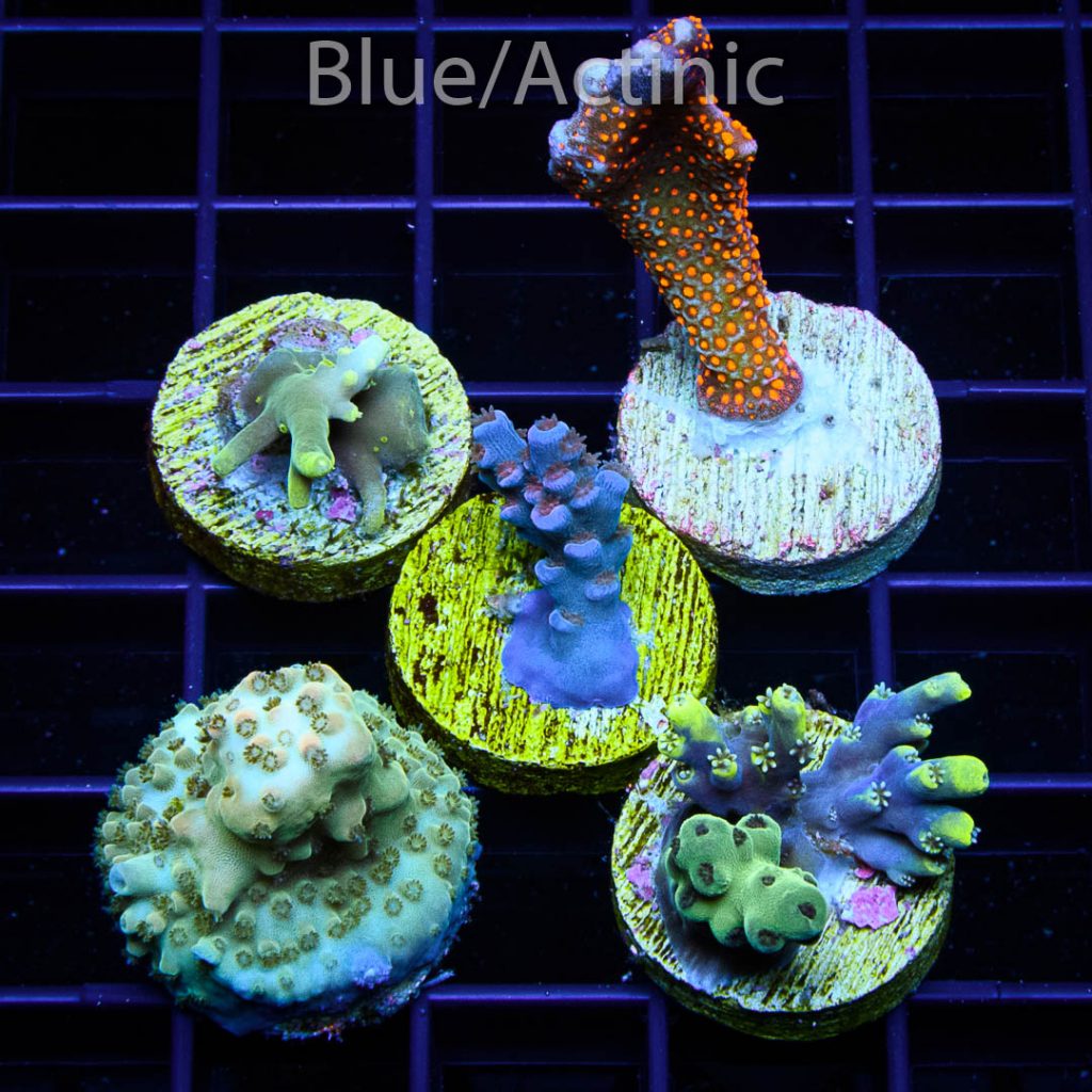 EC SPS Premium 5 Pack - Image 2