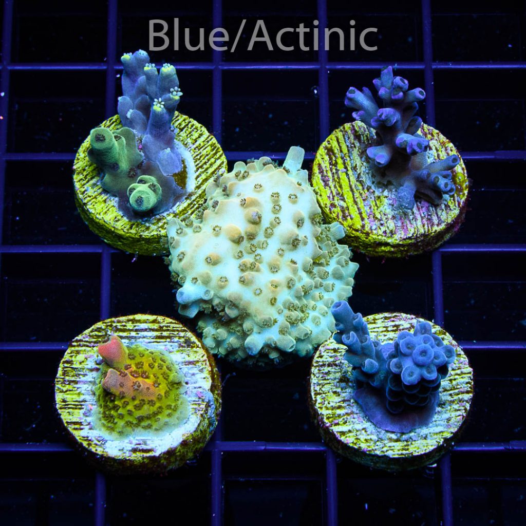 EC Acro Premium 5 Pack - Image 2