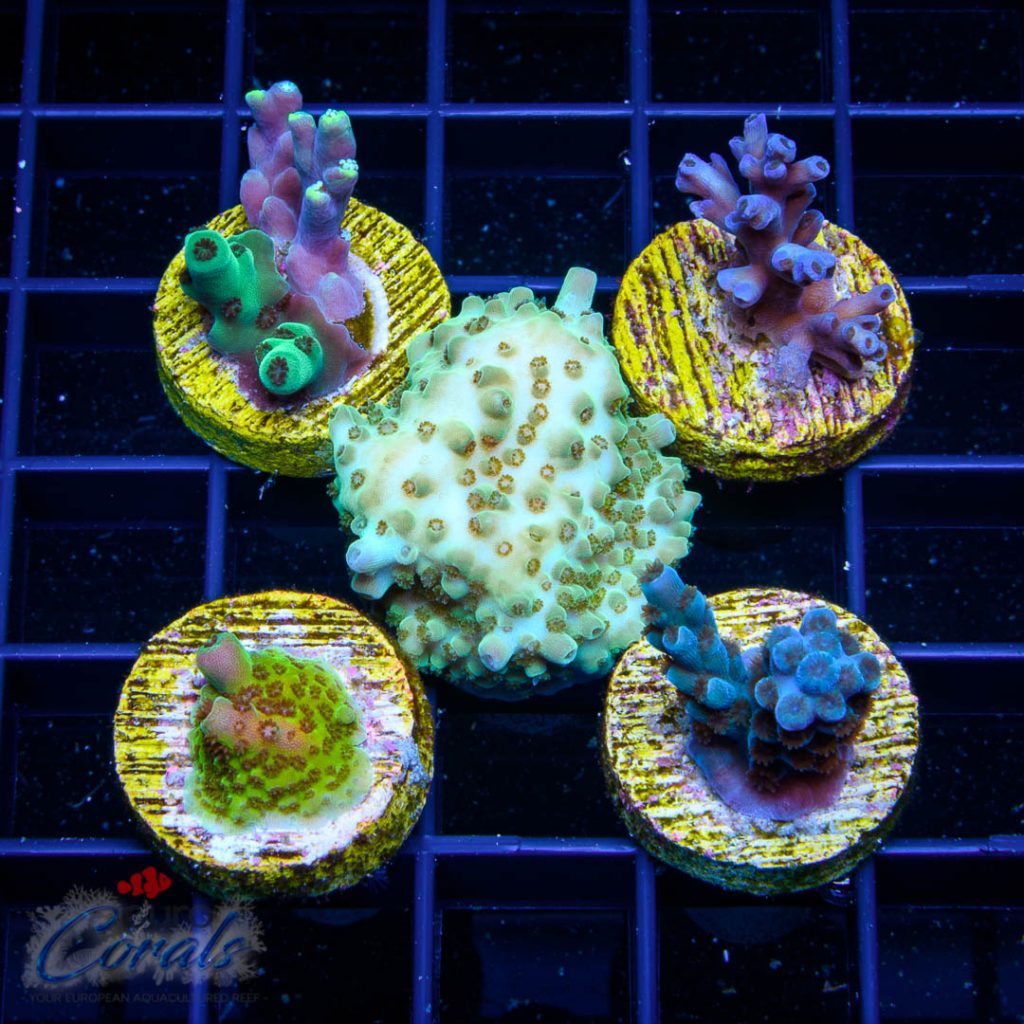 EC Acro Premium 5 Pack