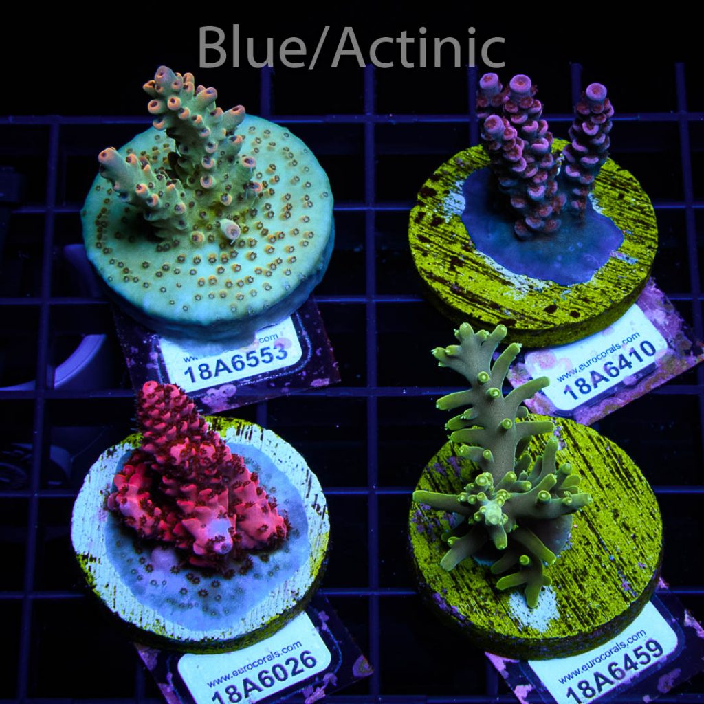 EC Acro Premium 4 Pack - Image 2