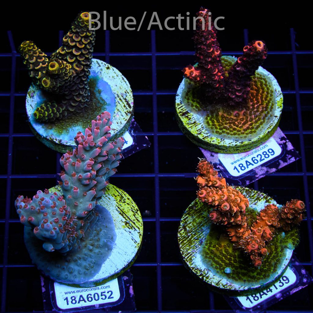 EC Acro Premium 4 Pack - Image 2