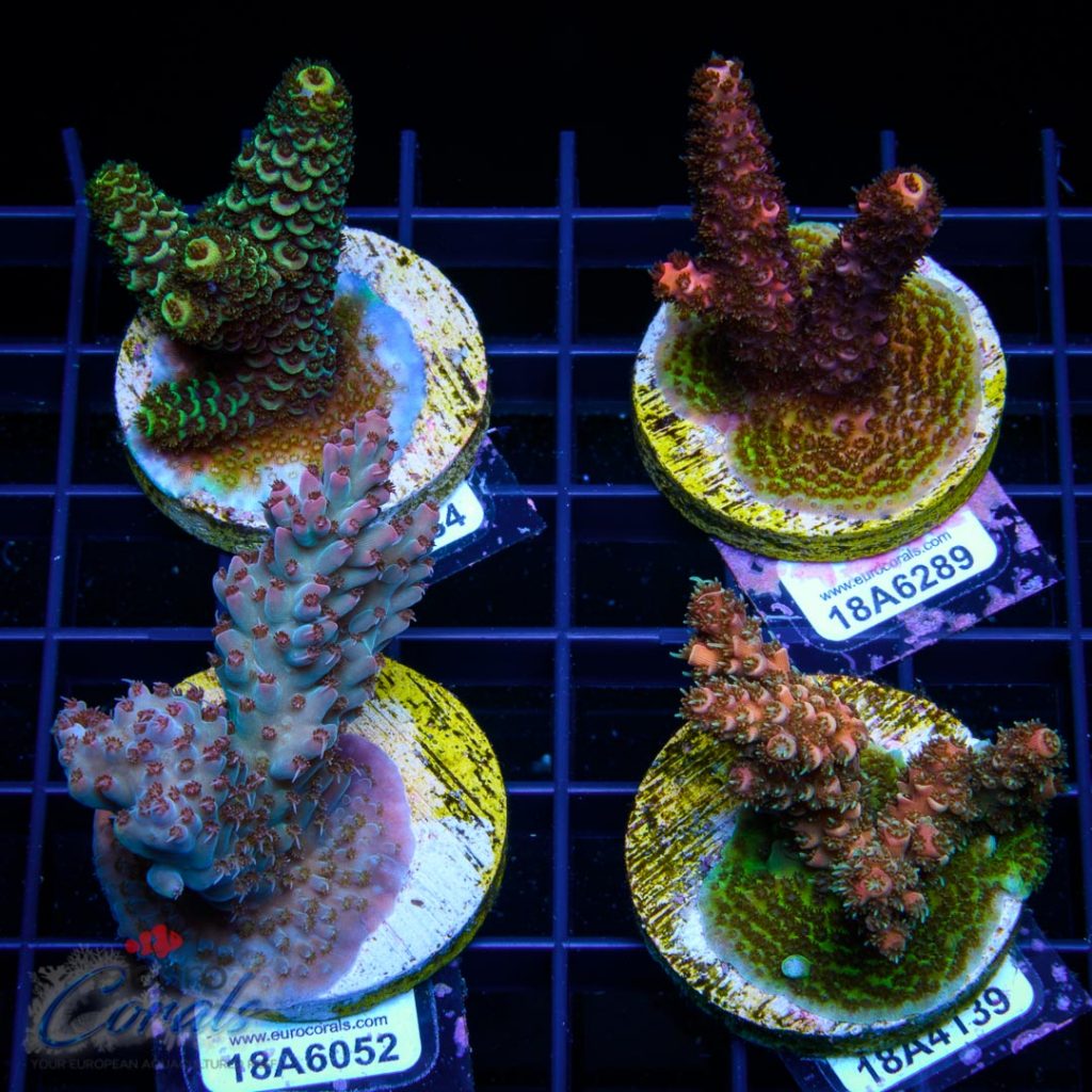 EC Acro Premium 4 Pack