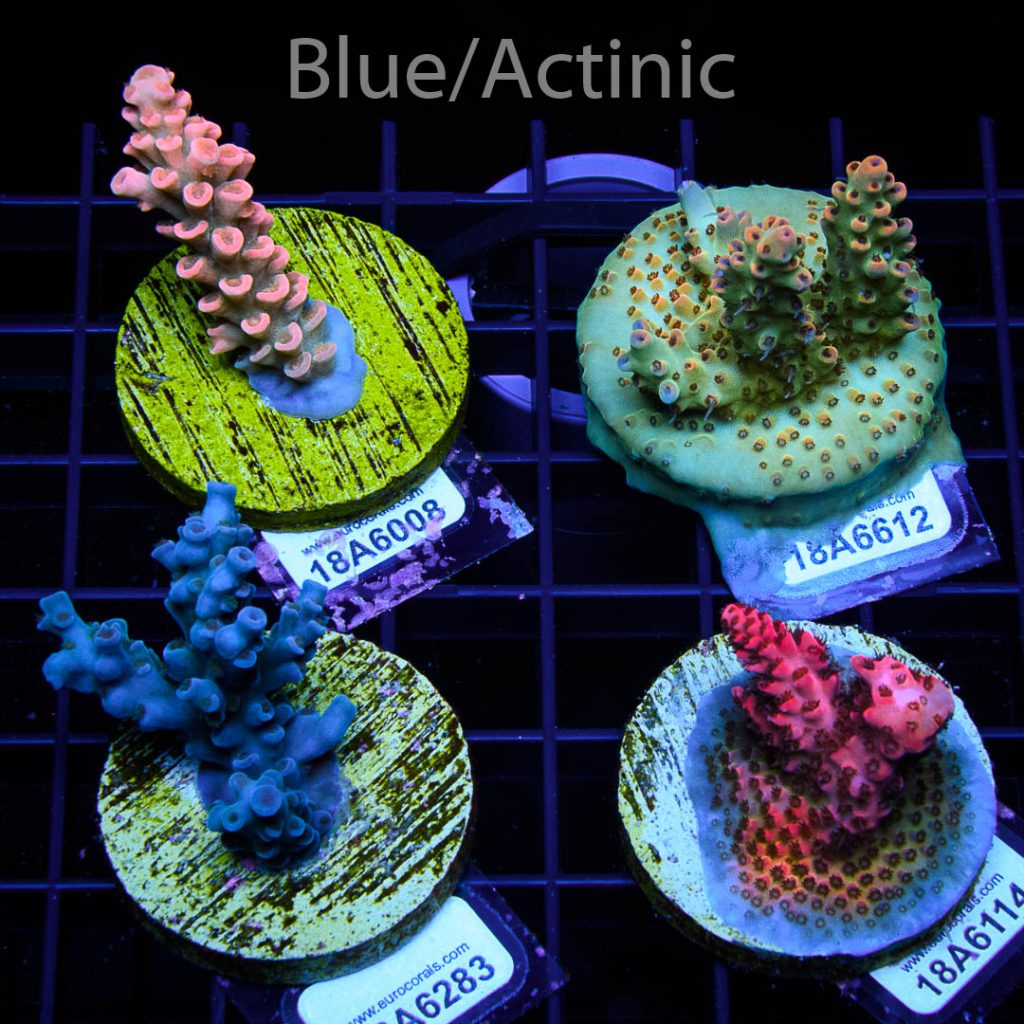 EC Acro Premium 4 Pack - Image 2