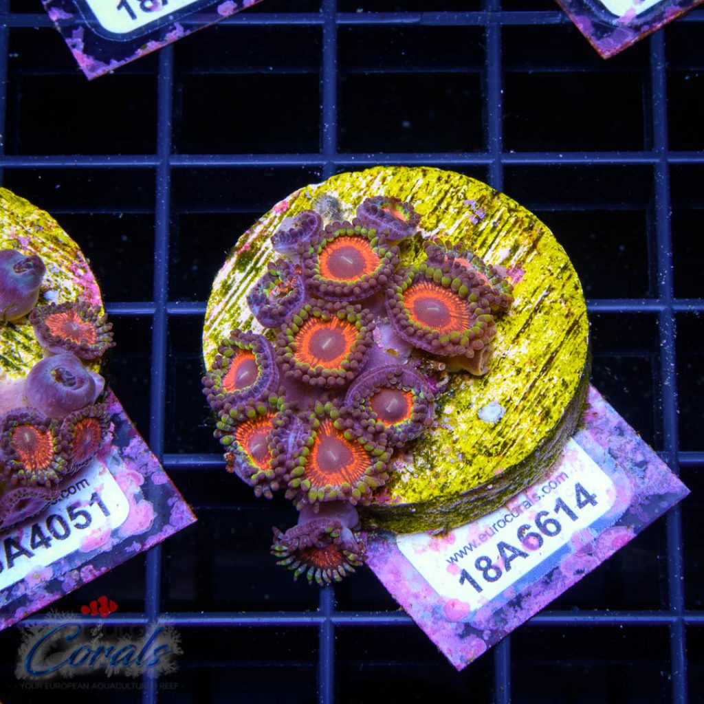EC Sith Lords Zoa