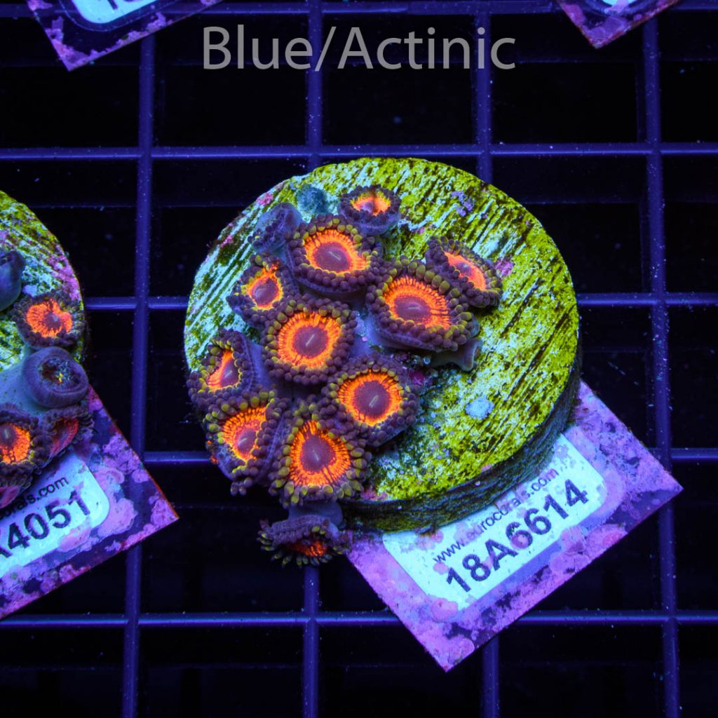 EC Sith Lords Zoa - Image 2