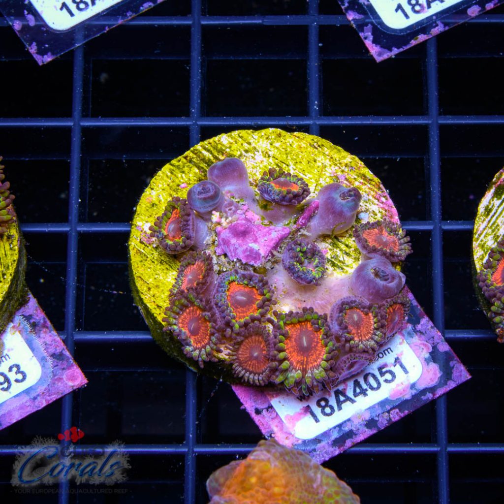 EC Sith Lords Zoa