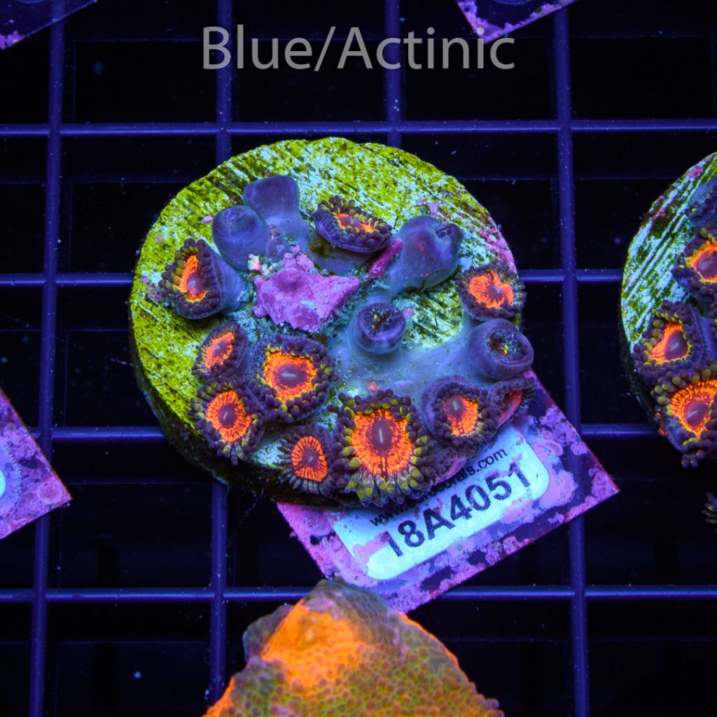 EC Sith Lords Zoa - Image 2
