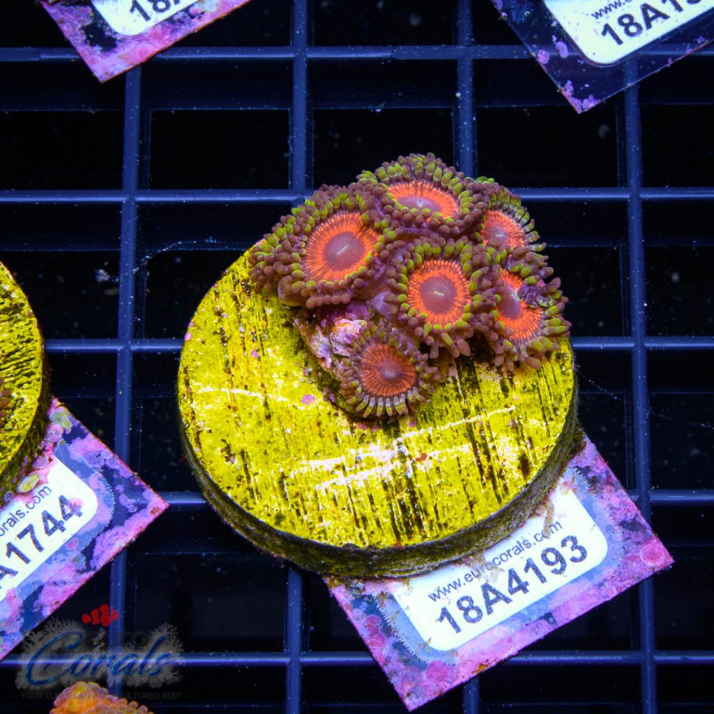 EC Sith Lords Zoa