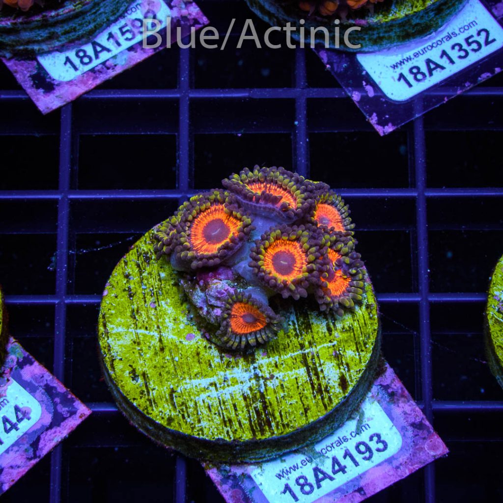 EC Sith Lords Zoa - Image 2