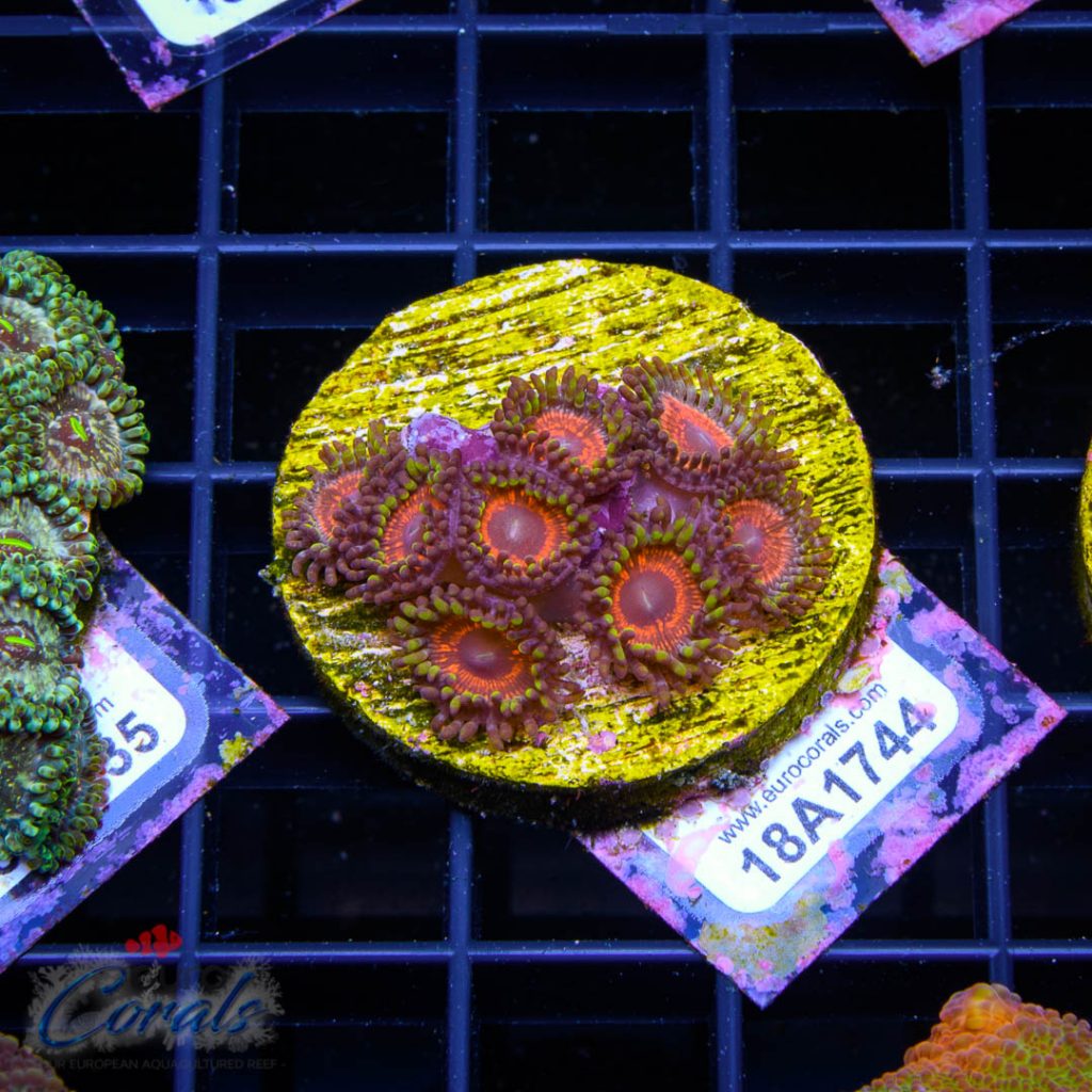 EC Sith Lords Zoa