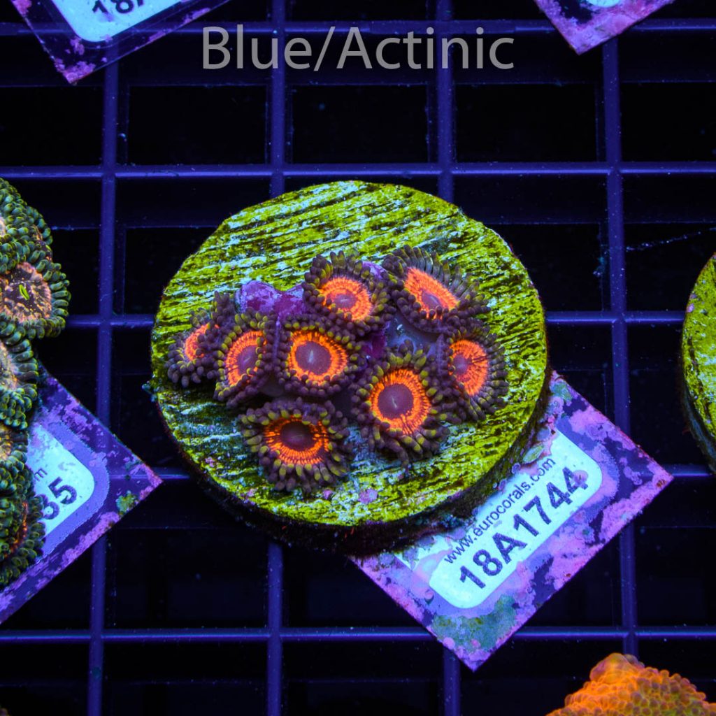 EC Sith Lords Zoa - Image 2