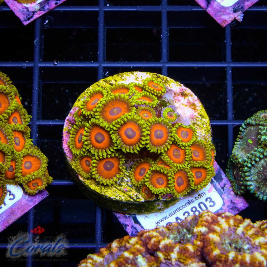 EC Eagle Eyes Zoa