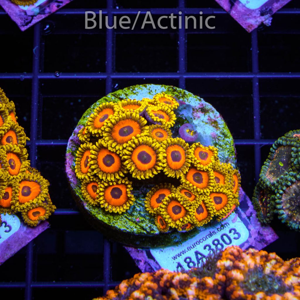 EC Eagle Eyes Zoa - Image 2