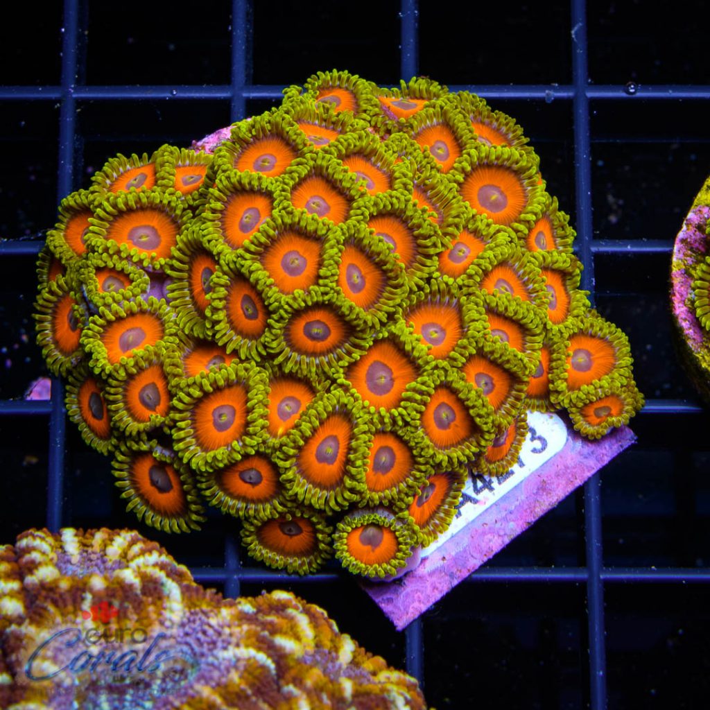 EC Eagle Eyes Zoa