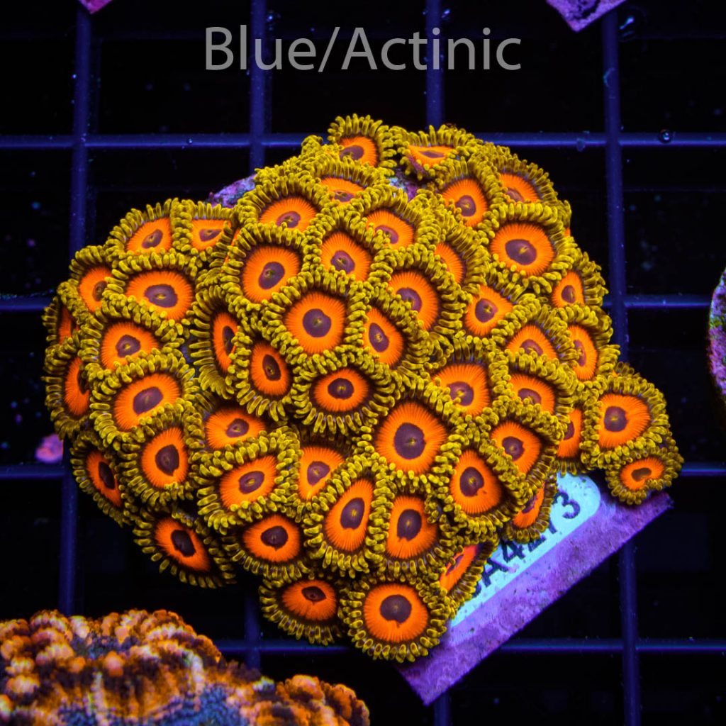 EC Eagle Eyes Zoa – Bild 2