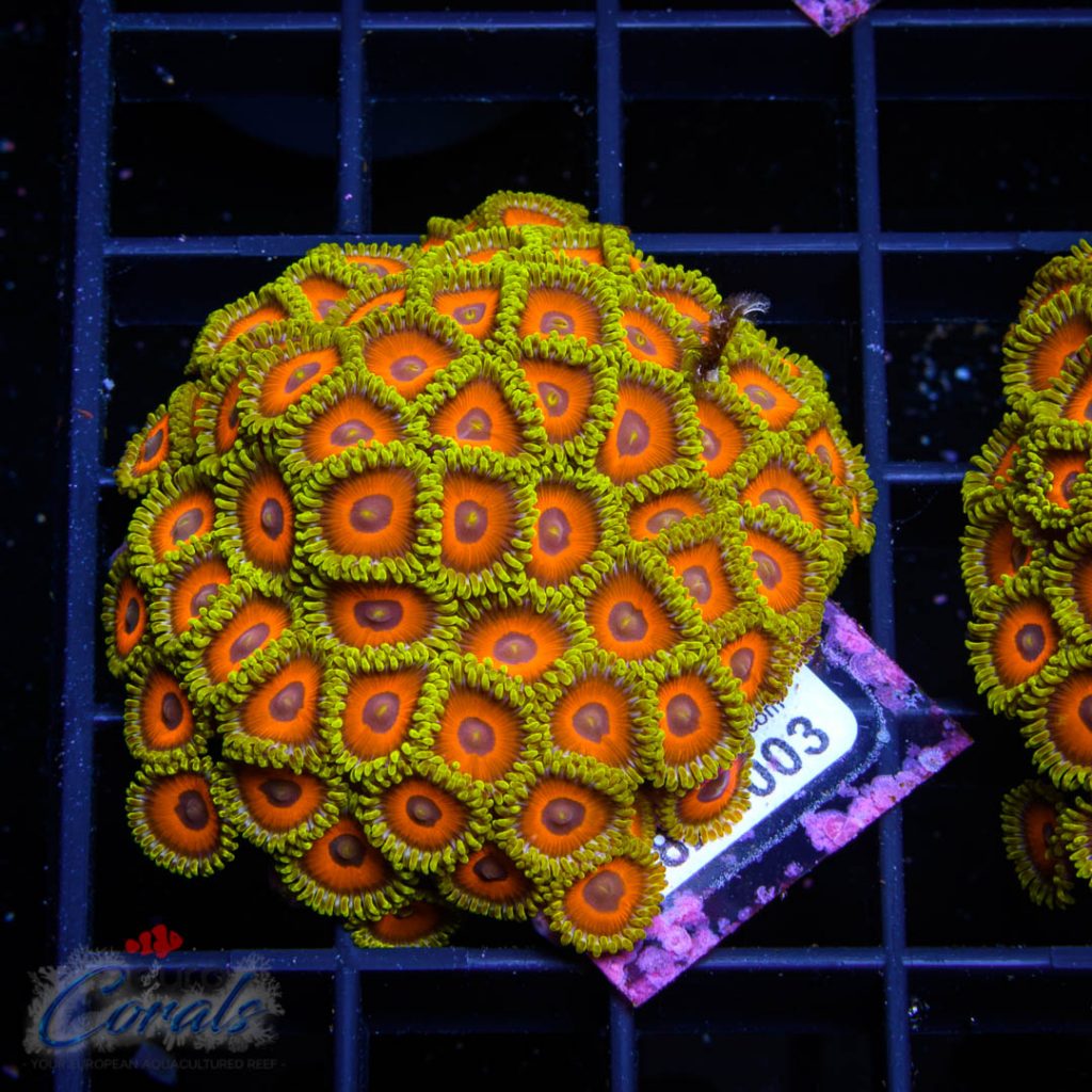 EC Eagle Eyes Zoa