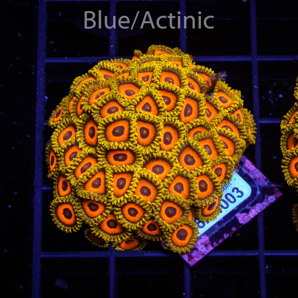 EC Eagle Eyes Zoa - Image 2