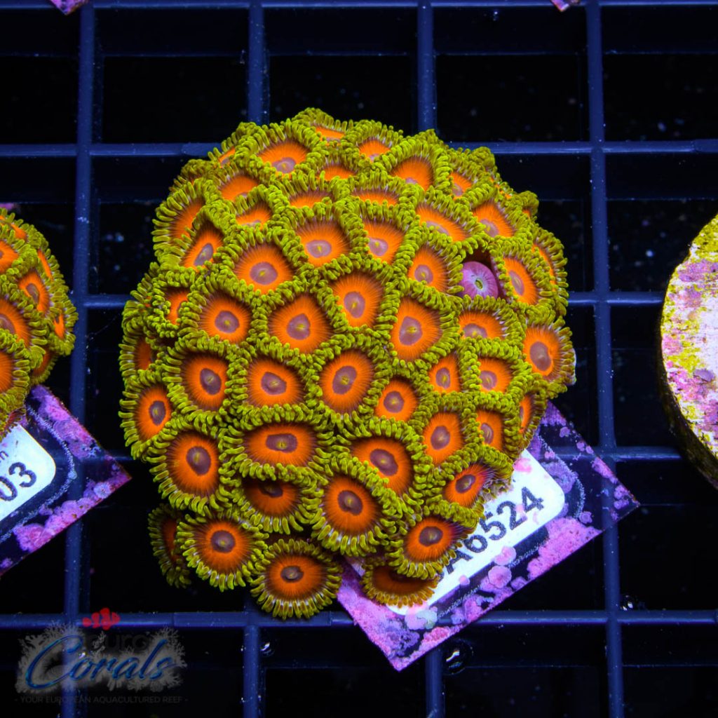 EC Eagle Eyes Zoa