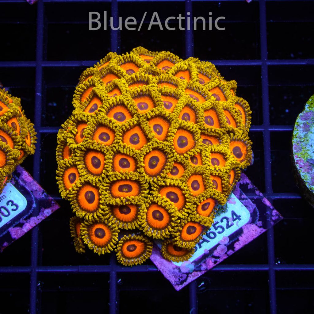 EC Eagle Eyes Zoa - Image 2